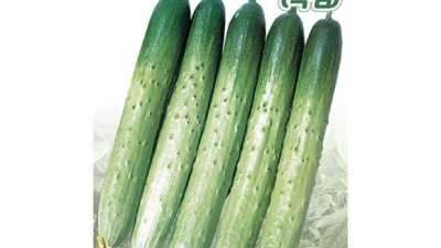 베란다 텃밭 오이 키우기 성공! 꿀팁 대방출 ✨